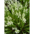 thumbnail image 1 of Maires Heather - Calluna vulgaris Maires | 1 Gallon Size Container | Green Promise Farms, 1 of 2