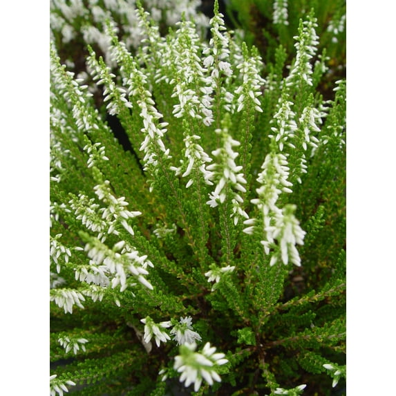 Maires Heather - Calluna vulgaris Maires | 1 Gallon Size Container | Green Promise Farms