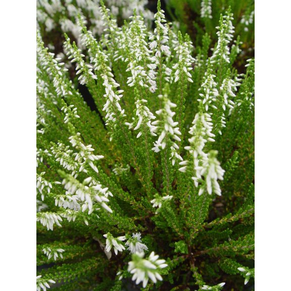 Maires Heather - Calluna vulgaris Maires | 1 Gallon Size Container | Green Promise Farms