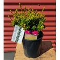 thumbnail image 1 of Firefly Heather - Calluna vulgaris Firefly | 1 Gallon Size Container | Green Promise Farms, 1 of 2