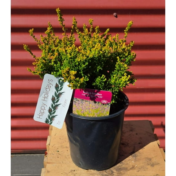 Firefly Heather - Calluna vulgaris Firefly | 1 Gallon Size Container | Green Promise Farms