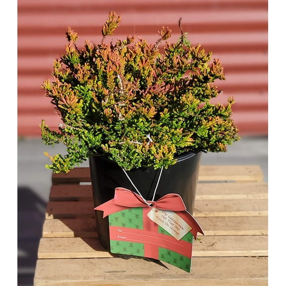 Blazeaway Heather - Calluna vulgaris 'Blazeaway' | 1 Gallon Size Container | Green Promise Farms