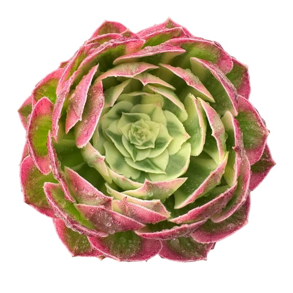 Live Plants Succulent ,Aeonium Aquaman,Rare Cactus,Easy to Survive(4'' Pot)