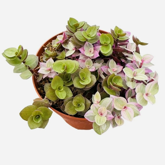 Live Plants for Gift Office Home Decor 4"Pot Mix colors Callisia Repens