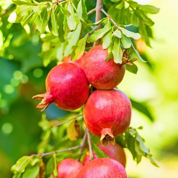Live Pomegranate Tree, 4 Inch Potted, Hardy Pomegranate Fruit Plant for Garden, Patio and Landscape