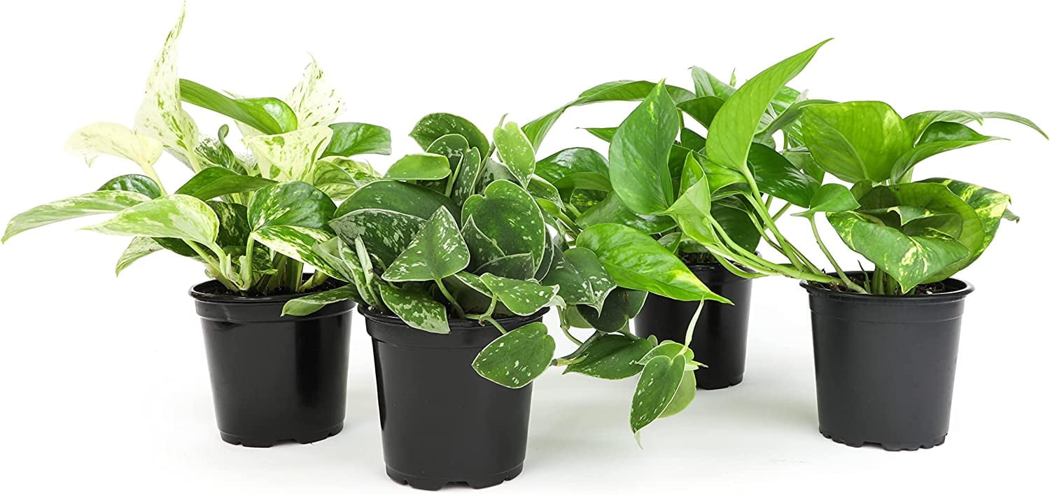 Set of 4 Assorted Pothos in Black Grower Pots