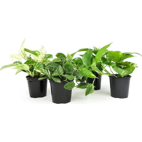 Live Pothos Plants (4PK) Indoor Plants Live Houseplants, Indirect Sun By Succulents & Such