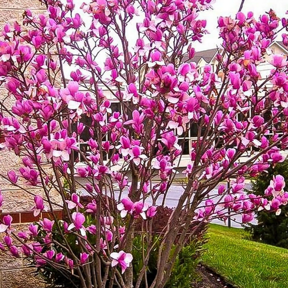 Live Potted Dormant Jane Magnolia Shrub 2.5", Fragrant Magnolia for Zones 4 to 8