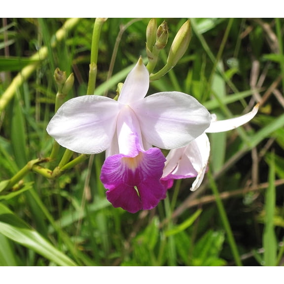 Purple Bamboo Orchid Live Plant 2" Root (2 Count) Partial Sun, Perennial