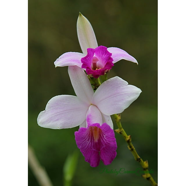 Live Purple Bamboo Orchid Plant Root 1 Pk 2 Roots per Pk Partial Sun