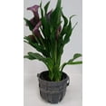 thumbnail image 1 of Live Purple Calla Lily in Woven, Gray Gift Bucket- 4 Inch Indoor Plant, 1 of 1