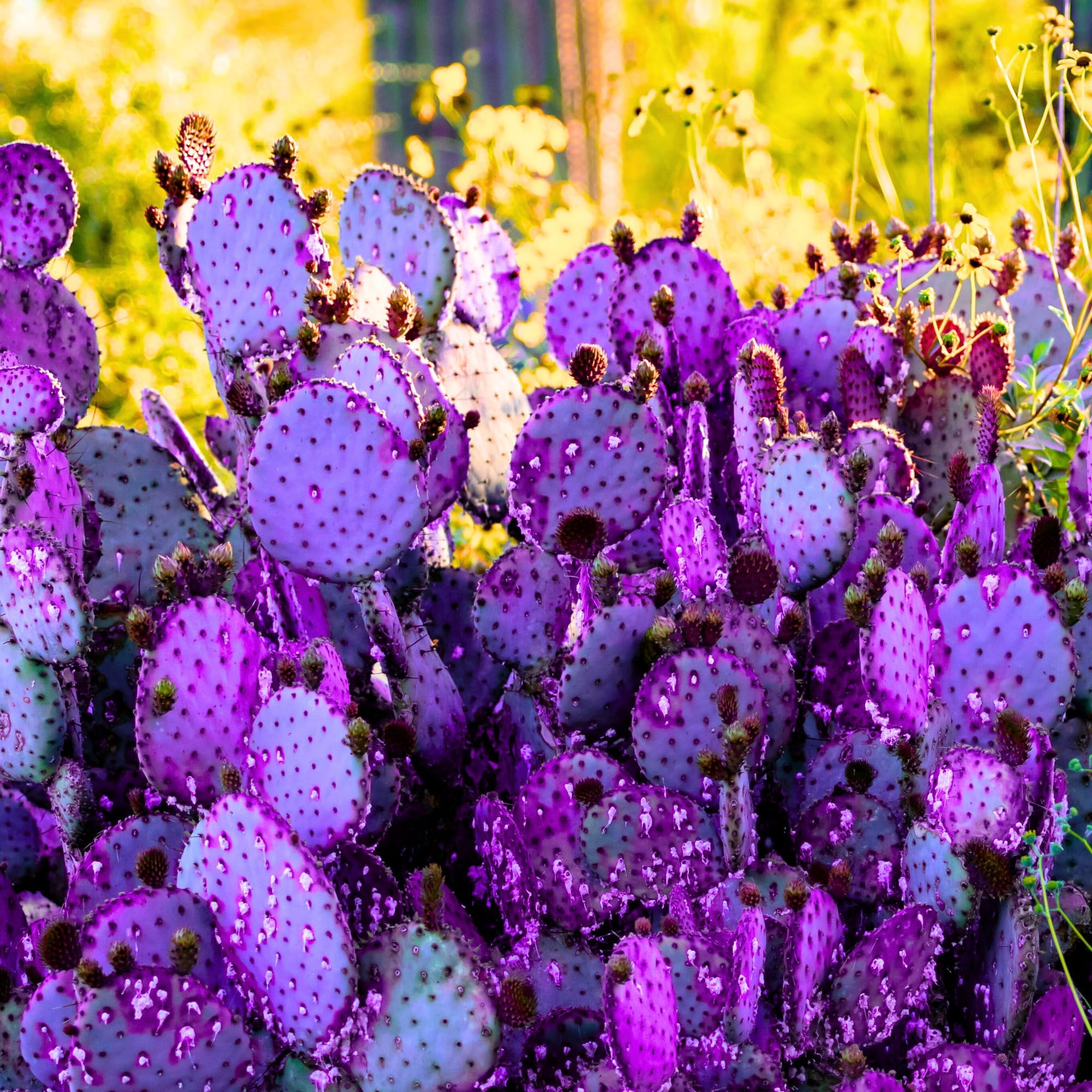 flower seed for sale Drought Tolerant Wildflower Mix  Sweet Yards