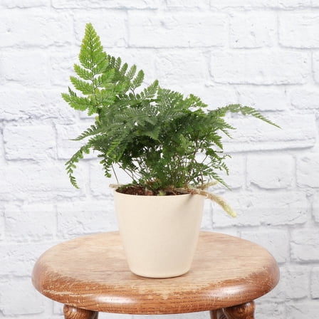 Live Rabbit's Foot Fern Plant - 4" Eco Pot - Natural