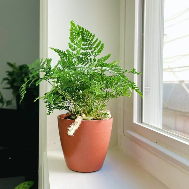 Live Rabbit's Foot Fern Plant - 4" Biodegradable Pot - Terra Cotta