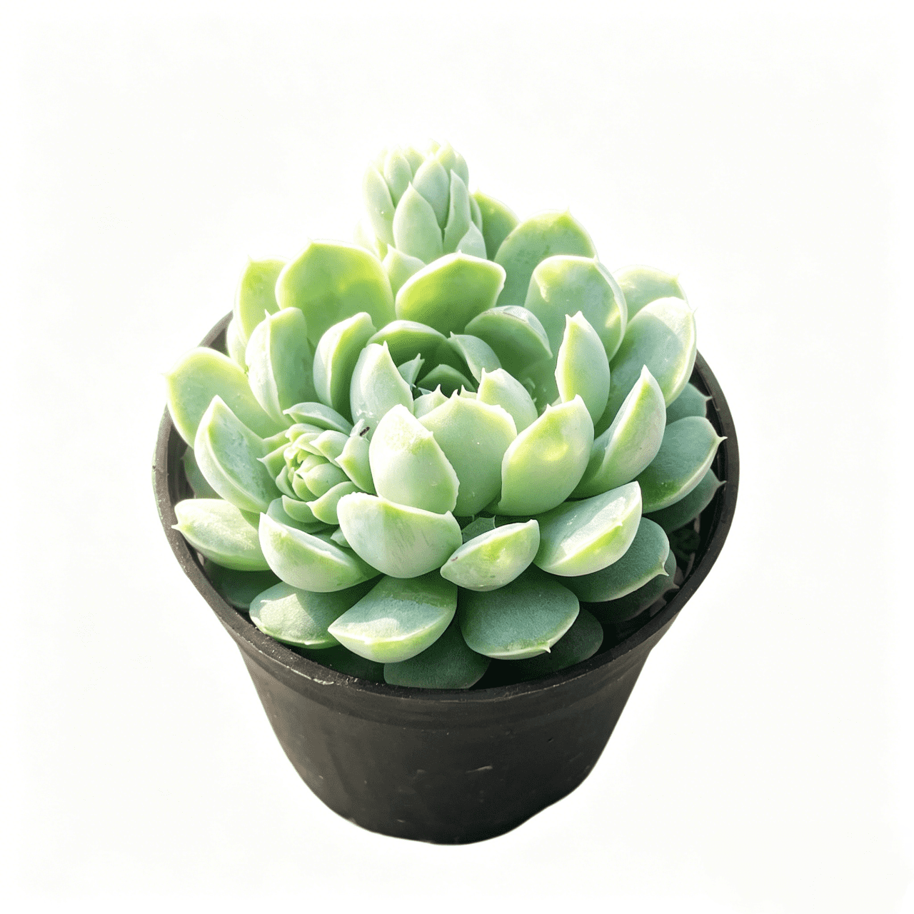 Shop Echeveria Succulents for Patio and Garden