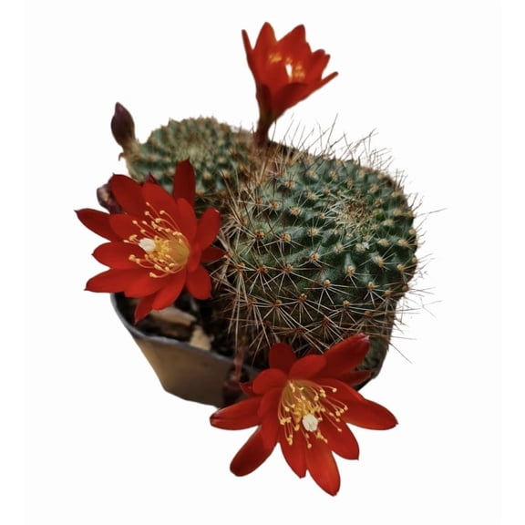 Live Rebutia Cactus Plants Collection for Home Decor 2" Pot (Bloom Color #2)