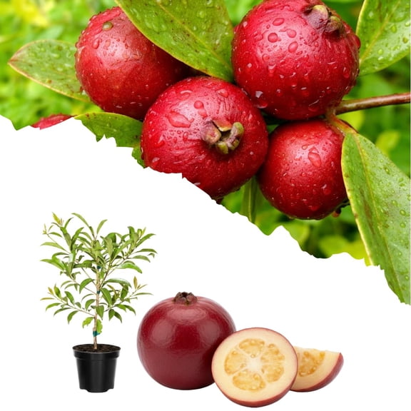 Live Red Cherry Guava Tree Plant, Sweet Cherry Guava Plant, 4 Inch Pot, Well-Rooted, 610 Inches Tall for Outdoor Planting