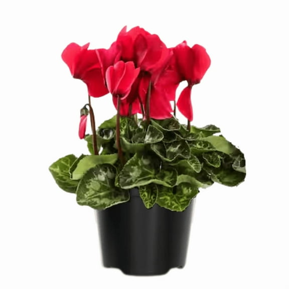 Live Red Cyclamen Plant in 4" Pot, Compact Flowering Houseplant with Decorative Blooms