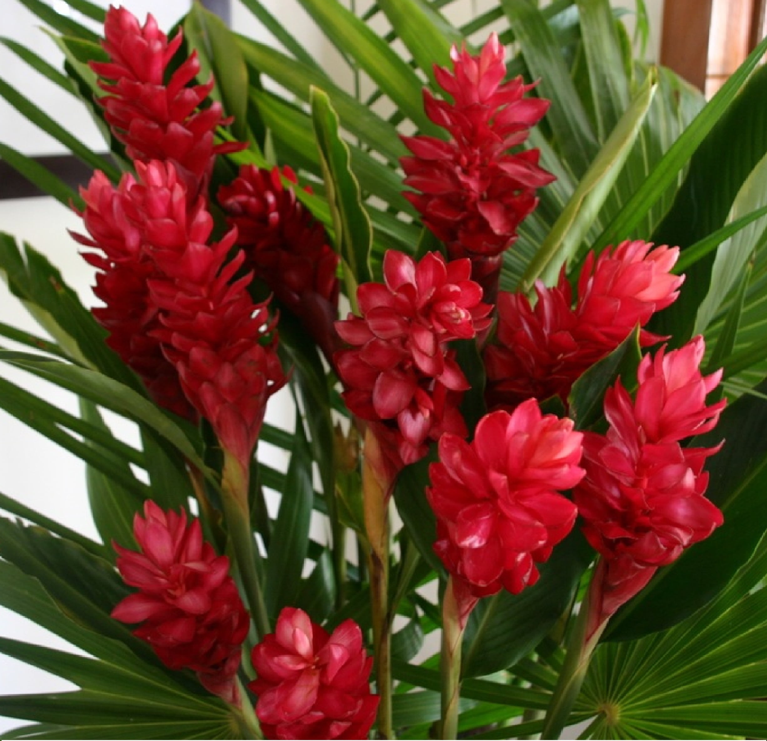 Red ginger flower deals