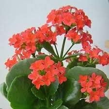 Live Red Kalanchoe - 4 Inch Plant