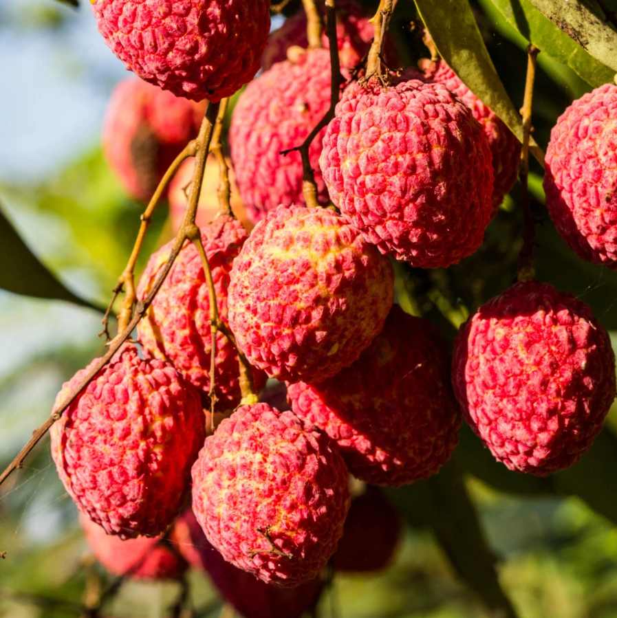 Live Red Lychee Tree Sweet Litchi Tree Lychee Fruit Plant 3 Inch Tall ...