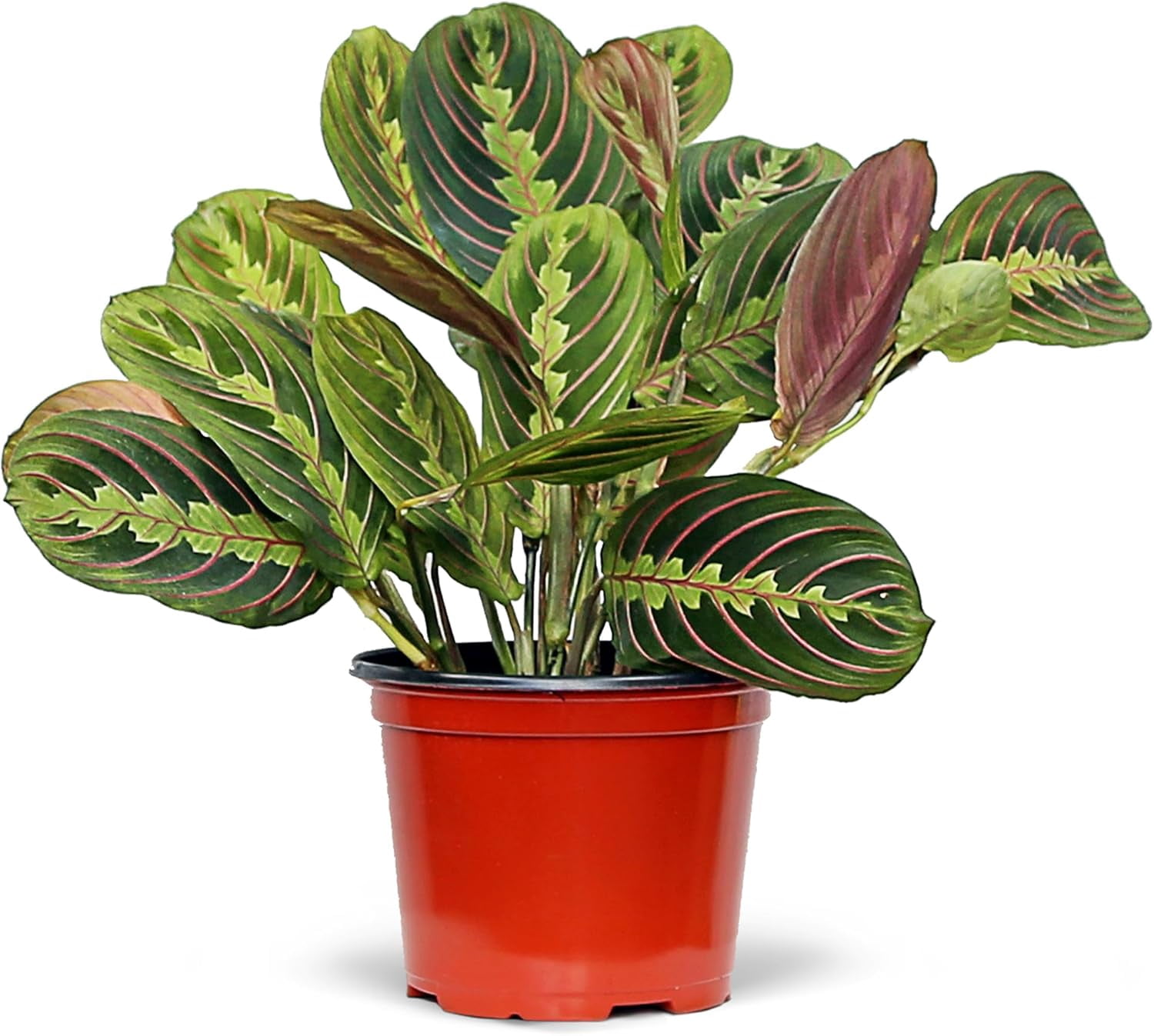Live Red Maranta, Red Prayer Plant, Birthday Gift, Housewarming Gift ...
