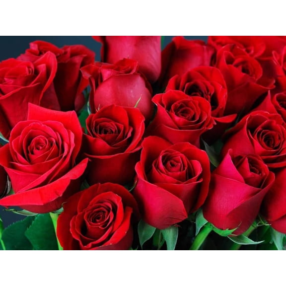 Miniature Roses for Patio and Garden Enjoy Colorful Fragrant Blooms
