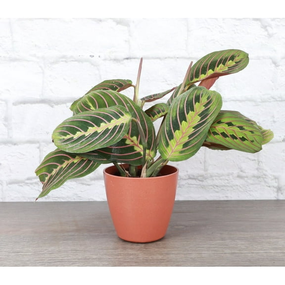Live Red Prayer Plant - 4" DBiodegradable Pot - Terra Cotta