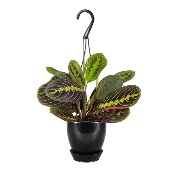Live Red Prayer Plant - Pet Safe - 4" Hanging Pot Cover - Thorsen's Greenhouse