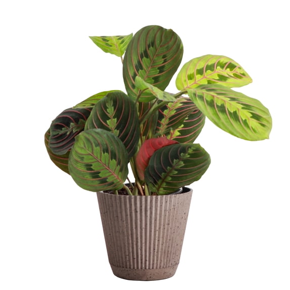 Live Red Prayer Plant - Pet Safe - 4" Decorative Pot Cover - Thorsen's Greenhouse