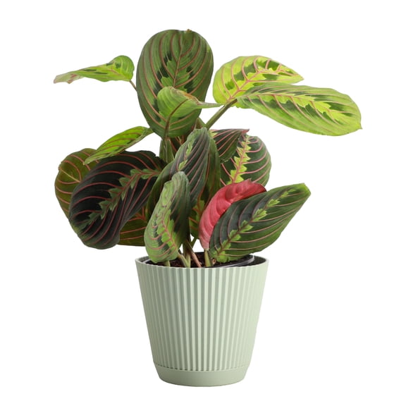 Live Red Prayer Plant - Pet Safe - 4" Decorative Pot Cover - Thorsen's Greenhouse