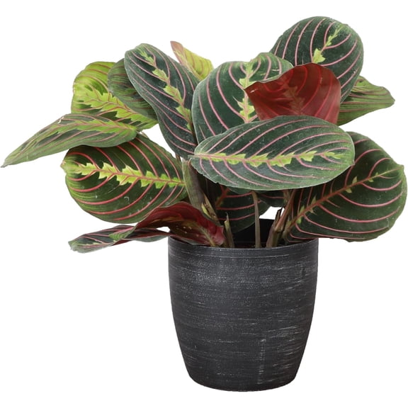 Live Red Prayer Plant - Pet Safe - 4" Decorative Pot Cover - Thorsen's Greenhouse