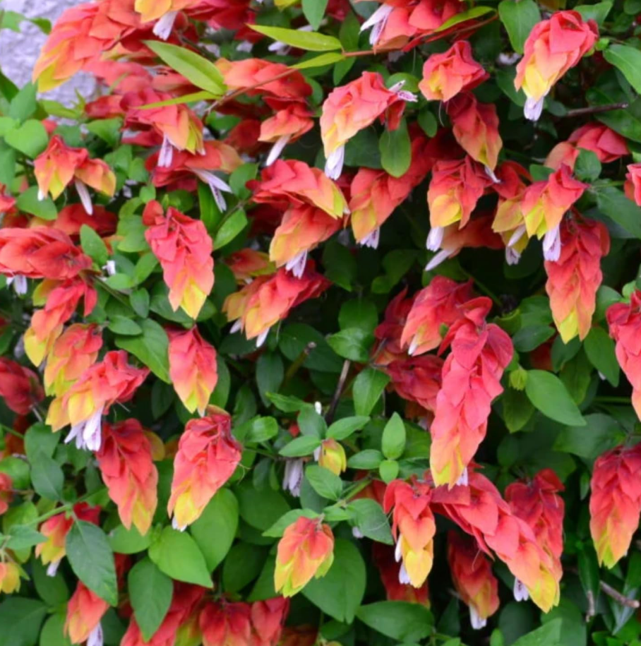 Live Red Shrimp Plant for Garden 5 Inc to 7 Inch Tall, Easy to Plant, Red Shrimp Live Plant, Shrimp Well Rooted for Growing Indoor Outdoor, Shrimp Plant Live