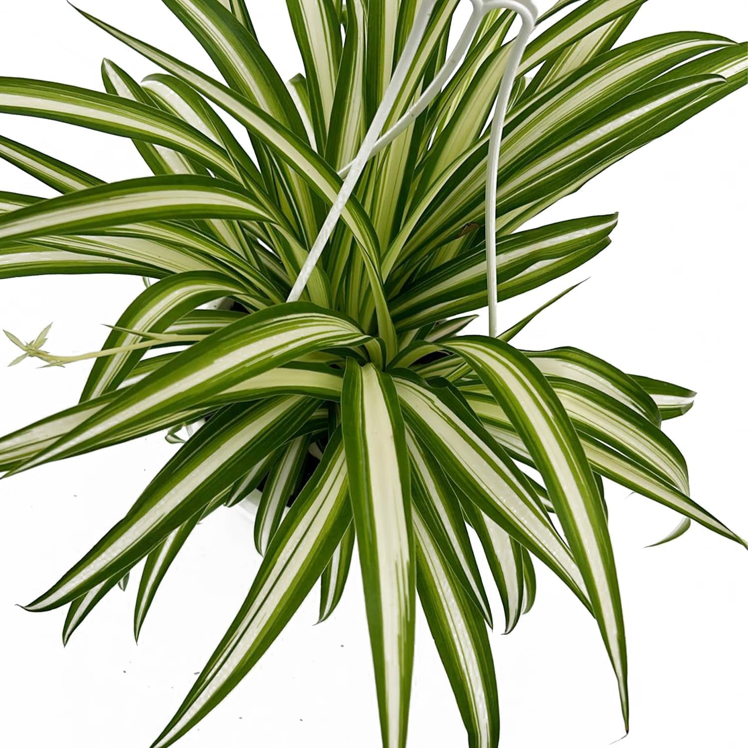Live Reverse Spider Plants In 6 Inch Hanging Basket Chlorophytum live-reverse-spider-plants-in-6-inch-hanging-basket-chlorophytum