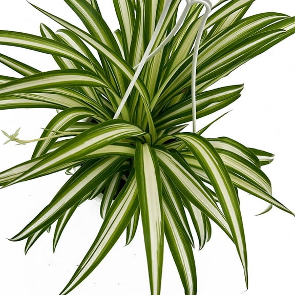 Live Reverse Spider Plants in 6 inch Hanging Basket - Chlorophytum Comosum Vittatum Herbs Plant for Home & Office Decor, Easy to Grow Air Purifying Houseplant White & Green Striped Foliage (1)
