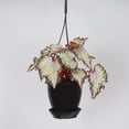 thumbnail image 1 of Live Rex Begonia Plant - 4" Plastic Hanging Pot - Black, 1 of 5