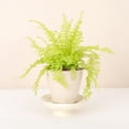 thumbnail image 1 of Live Rita's Gold Boston Fern Plant - 4" Decorative Eco Pot - Natural, 1 of 5