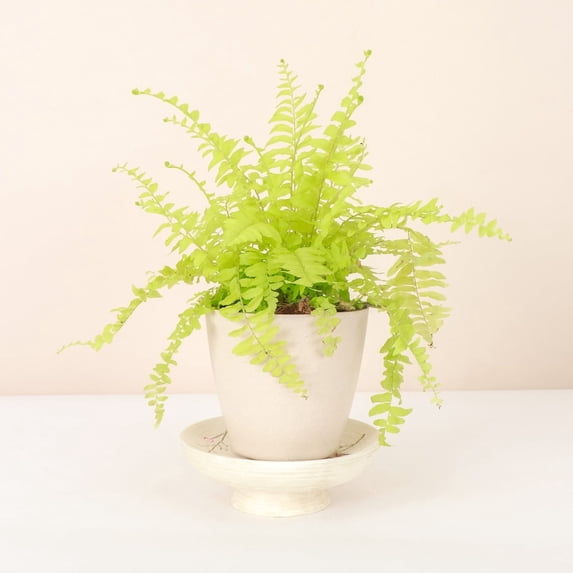 Live Rita's Gold Boston Fern Plant - 4" Decorative Eco Pot - Natural