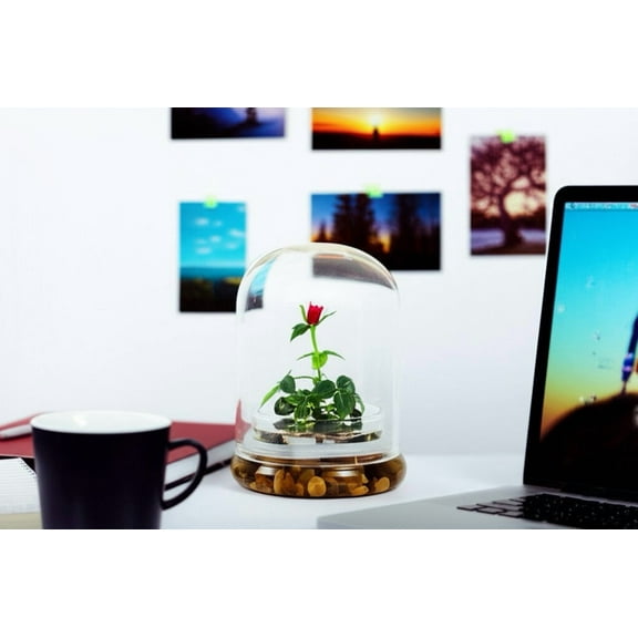 Live Rose Terrarium, Miniature Rose in Self Sustaining Glass Jar, Maintenance Free, Great Unique Gift and Home Dcor, 100% Growth Guarantee