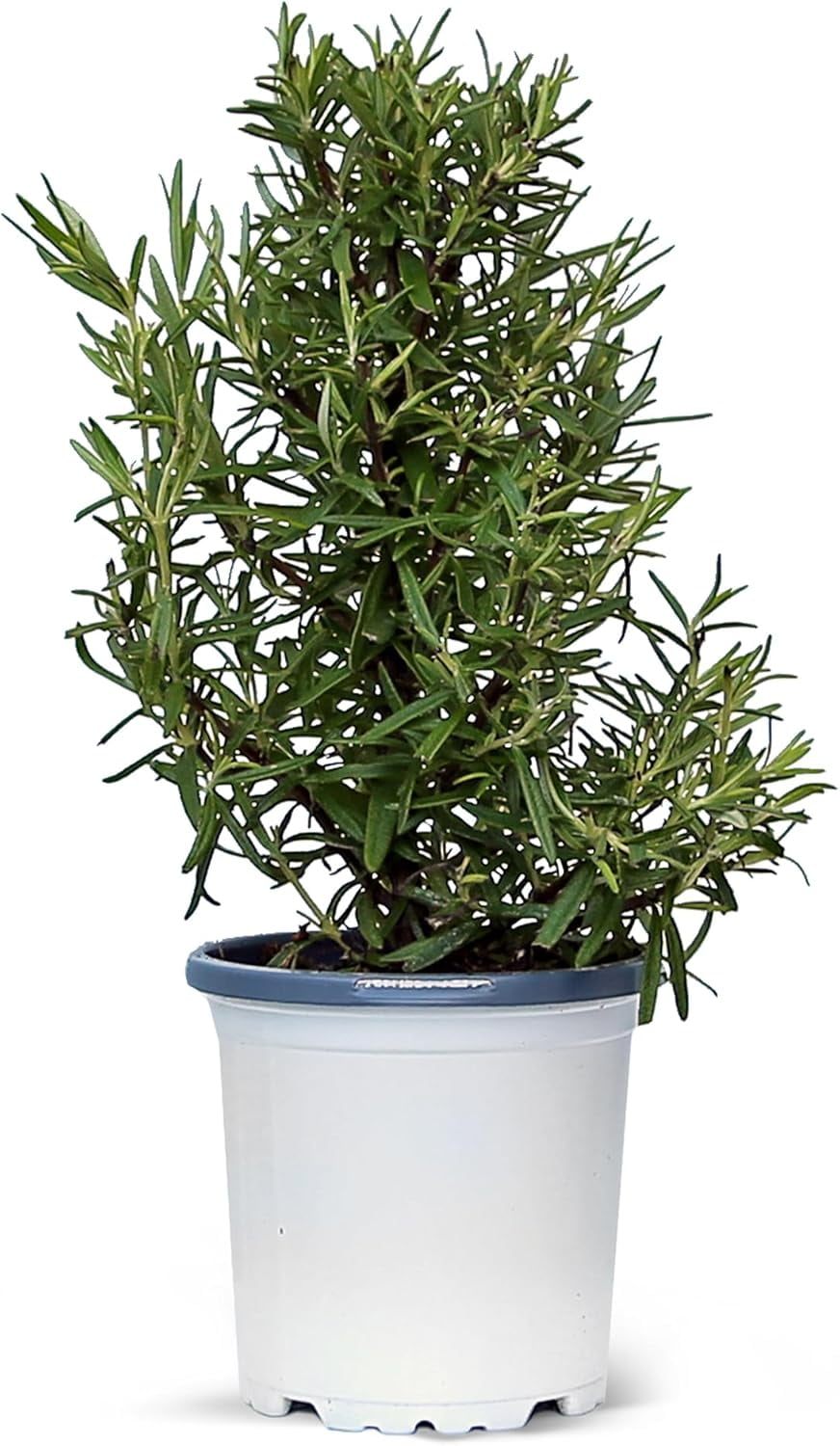 Live Rosemary Plant, Aroma Tree, Christmas Gift, Office Gift, Housewarming Gift, Air Purifying Plant, Birthday Gift, Office Gift, Gardening Gift in 4" Pot