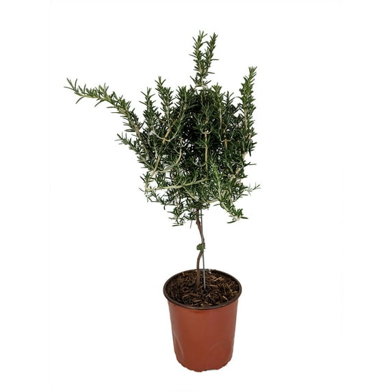 Live Rosemary Tree Topiary - 6 1/2" Pot