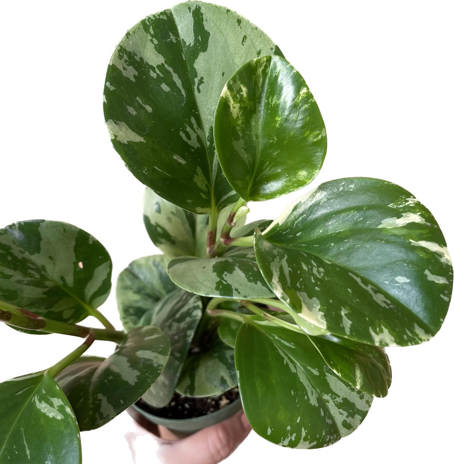 Live Rubber Plant - Peperomia Marble - Peperomia Obtusifolia Marble ...