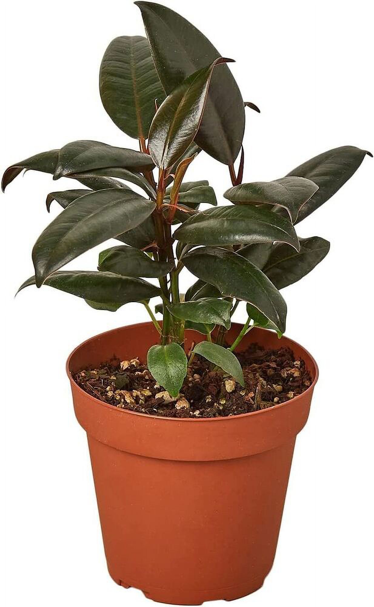 Live Rubber Tree Plant Ficus Burgundy Red Tropical An Old Favorite In 4