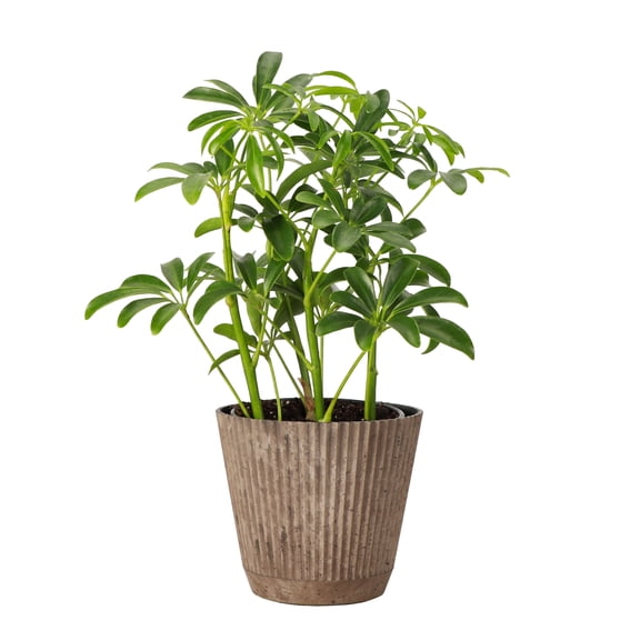 Live Schefflera Arboricola Plant - Umbrella Tree - 4" Decorative Pot Cover - Thorsen's Greenhouse