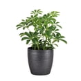 thumbnail image 1 of Live Schefflera Arboricola Plant, Umbrella Tree, Air Purifying 4 inch Diameter Live Plant Grown in USA, 1 of 7