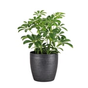 Live Schefflera Arboricola Plant, Umbrella Tree, Air Purifying 4 inch Diameter Live Plant Grown in USA