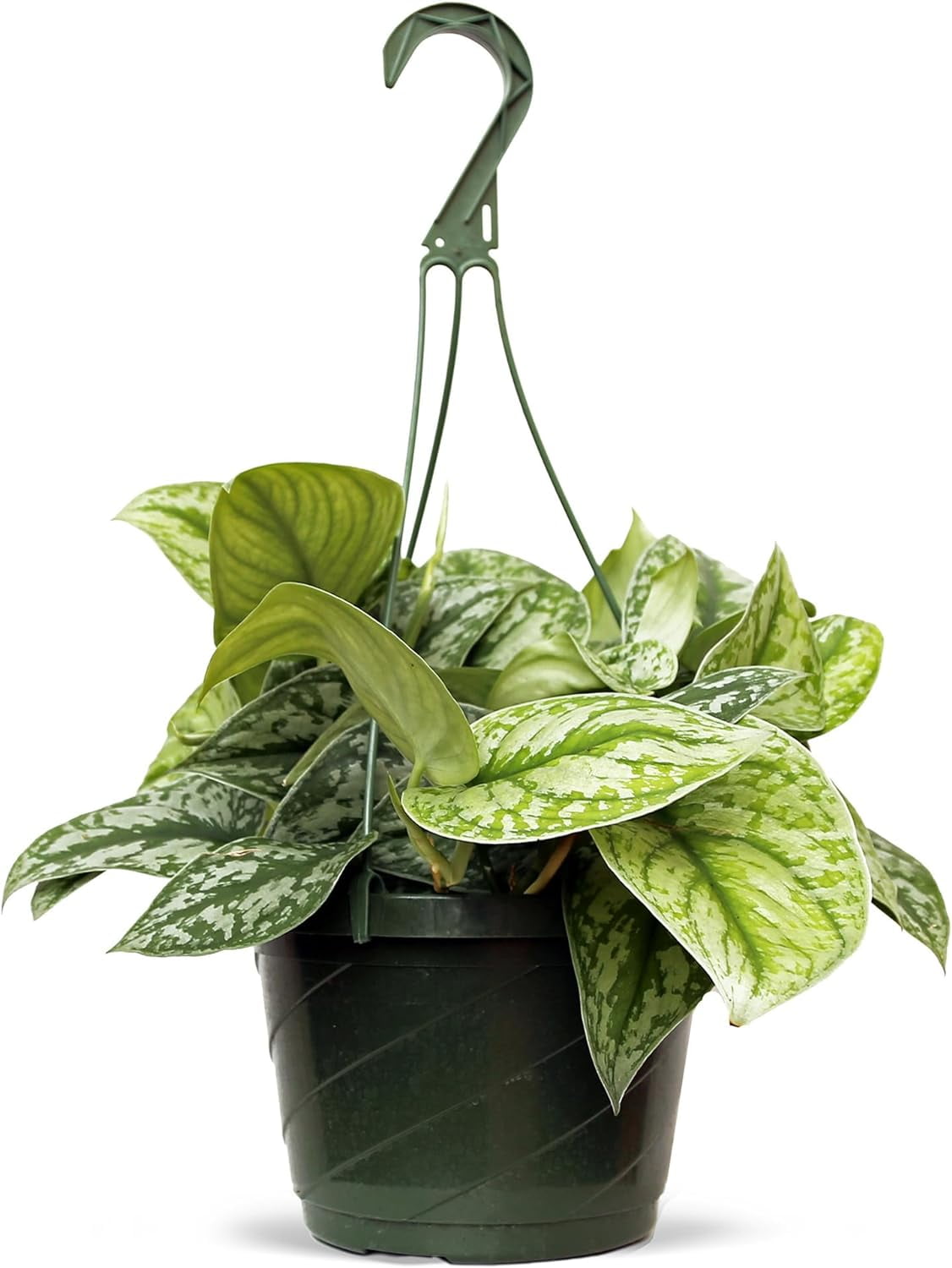 Live Scindapsus Pictus Exotica, Satin Pothos, Birthday Gift Plant, Get Well Gift, Wedding Decor, Hanging Houseplant, Live Wall Decor, Variegated Houseplant in 8" Hanging Basket