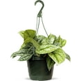 thumbnail image 1 of Live Scindapsus Pictus Exotica, Satin Pothos, Birthday Gift Plant, Get Well Gift, Wedding Decor, Hanging Houseplant, Live Wall Decor, Variegated Houseplant in 8" Hanging Basket, 1 of 5