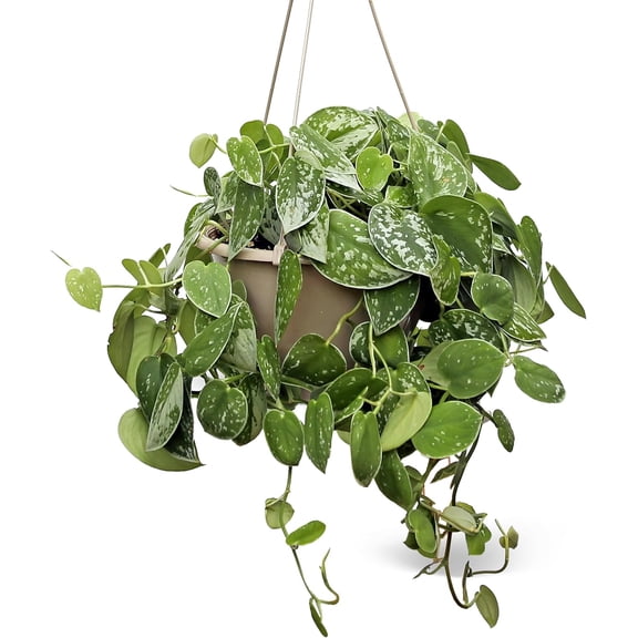 Live Scindapsus Pictus Silvery Ann, Silver Pothos, Birthday Plant Lover Gift, Housewarming Gift, Trailing Indoor Potted Plant, Gardener Gift, Vine Houseplant in 8" Hanging Basket