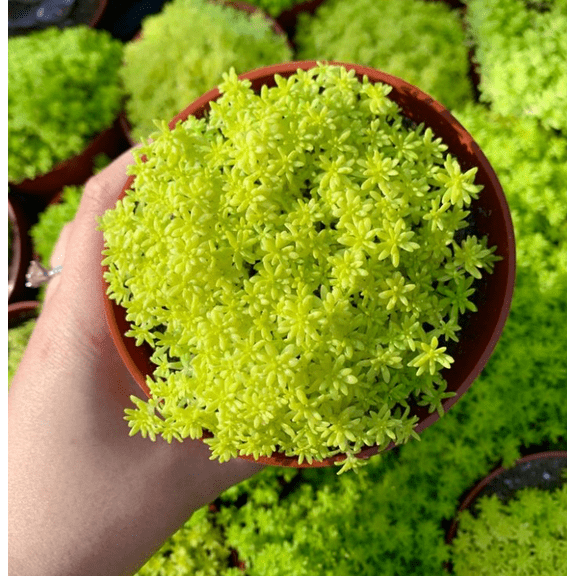 Live Sedum Tokyo Sun Plant - Yellow Stonecrop Plant - Tokyo Sun Stonecrop Plant - Sedum Japonicum Plant - Rare Succulent Plant - 4 Inch Pot